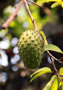 Graviola (Soursop) - 100% Amaznia